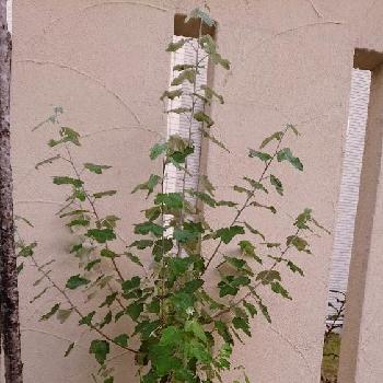 ホワイトポプラの投稿画像一覧 Greensnap グリーンスナップ