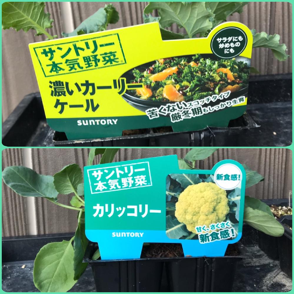 サントリー本気野菜 カリッコリーと濃いカーリーケール Greensnap グリーンスナップ