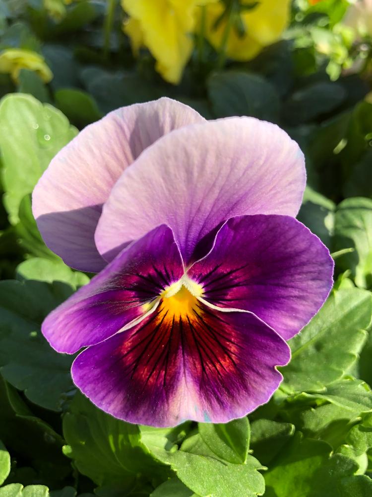 パンジーの投稿画像 By ピンクのサンダルさん ムラサキの花と困ったなとgs映えと庭はなと花のある暮らしとバルコニストと人面花 18月11月6日 Greensnap グリーンスナップ