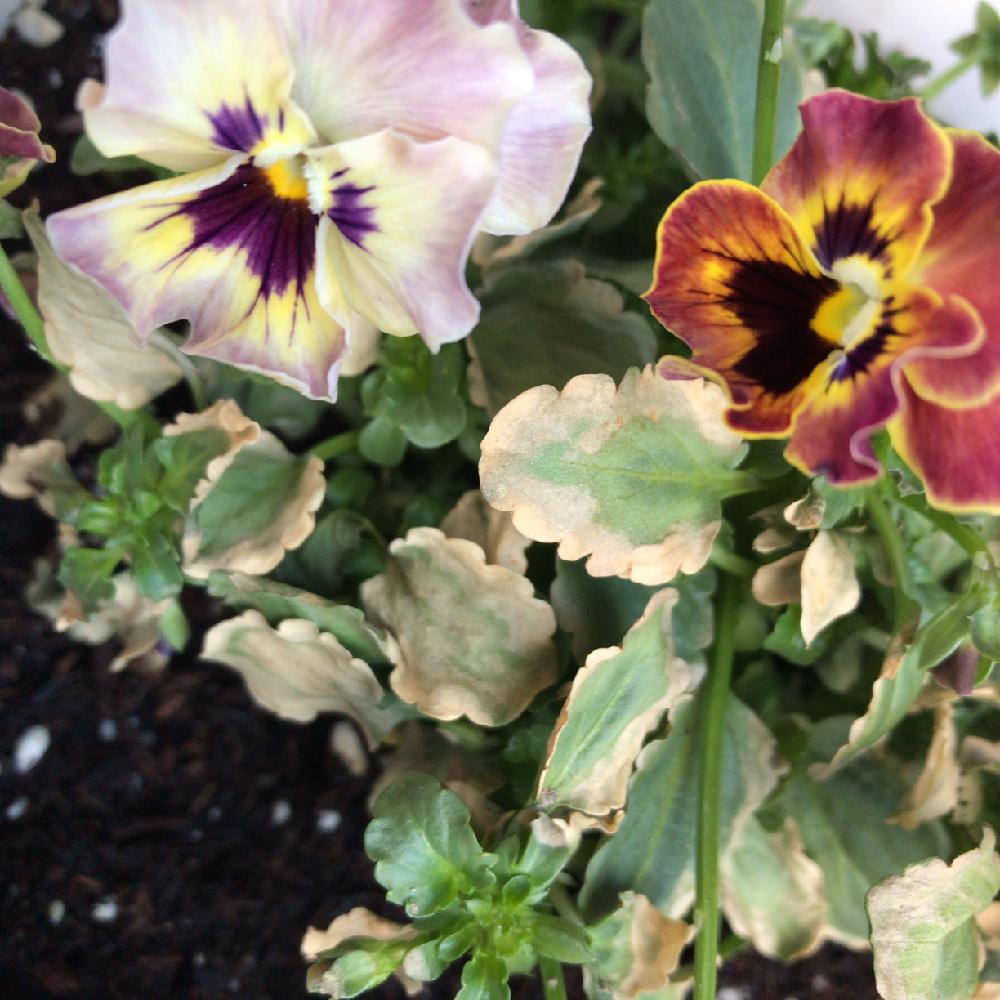 ビオラ 華あられの投稿画像 By ふわふわさん 相談と花のある暮らしと植中毒と葉焼けしたビオラ 18月11月6日 Greensnap グリーンスナップ