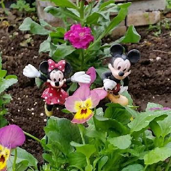 ディズニー大好きの投稿画像一覧 Greensnap グリーンスナップ