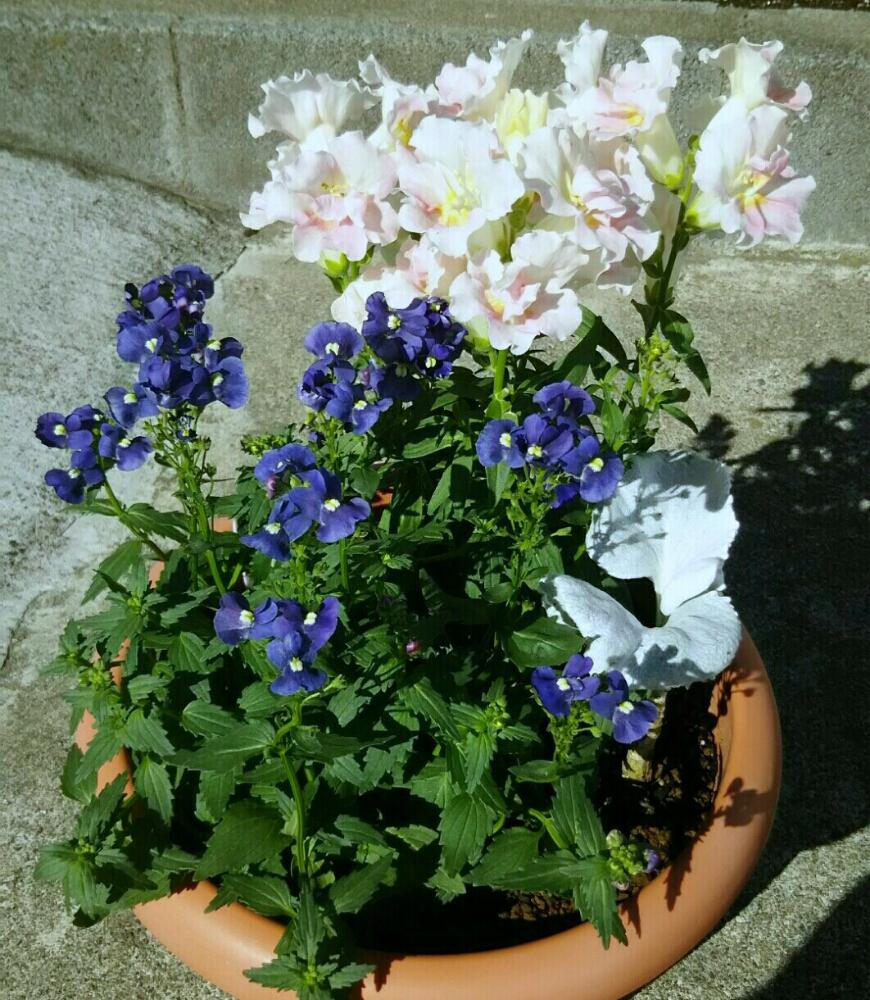 カラーリーフの投稿画像 By あおぞらさん 耐寒性宿根草とムラサキの花とピンクの花と寄せ植えとつぼみと多年草と鉢植えとピンク色の花とガーデニングと花のある暮らしと青い花マニアとお花と秋の花とセネシオ エンジェルウイングスと ネメシアと金魚草と青い花とカラー カラーリーフの投稿画像 By あおぞらさん 耐寒性宿根草とムラサキの花とピンクの花と寄せ植えとつぼみと多年草と鉢植えとピンク色の花とガーデニングと花のある暮らしと青い花マニアとお花と秋の花とセネシオ エンジェルウイングスと ネメシアと金魚草と青い花とカラー