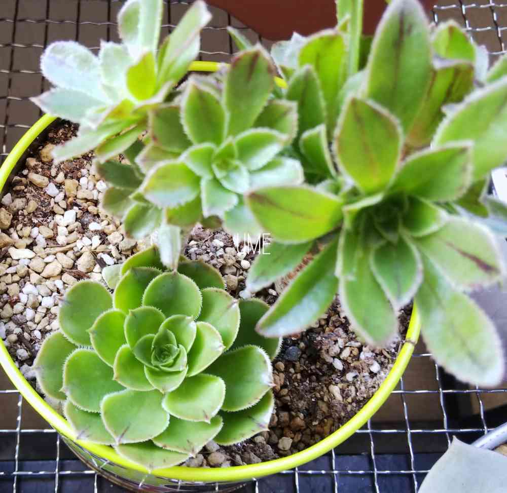 アエオニウム艶姿 チョンパ後｜🍀GreenSnap（グリーンスナップ）