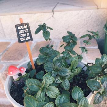 チョコレートミントの投稿画像一覧 Greensnap グリーンスナップ