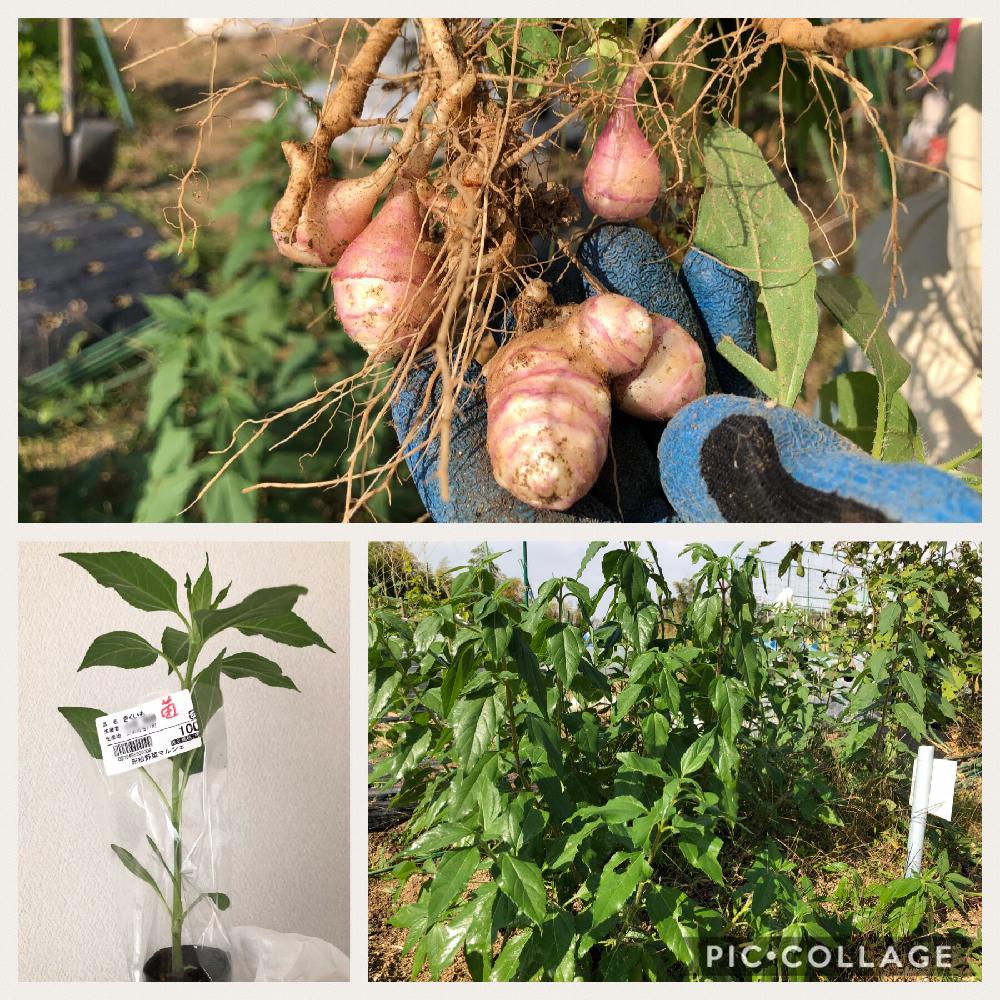 菊芋の投稿画像 By アーモンドさん 家庭菜園と秋の味覚と健康野菜と家庭菜園奮闘日記と芋掘りとキクイモと畑と家庭菜園と秋の味覚と健康野菜と家庭菜園奮闘日記と芋掘り 18月11月6日 Greensnap グリーンスナップ Greensnap グリーンスナップ 菊芋の投稿画像 By アーモンドさん 家庭菜園と秋の味覚と健康野菜と家庭菜園奮闘日記と芋掘りとキクイモと畑と家庭菜園と秋の味覚と健康野菜と家庭菜園奮闘日記と芋掘り 18月11月6日 Greensnap グリーンスナップ Greensnap グリーンスナップ