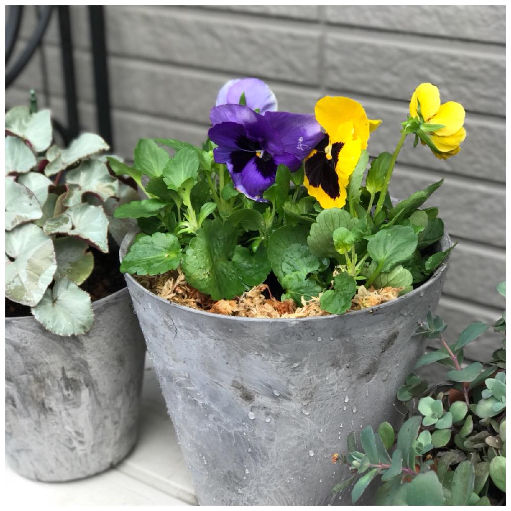 パンジー ビオラ フォトコンテスト18の投稿画像 By 上ちゃんさん ビオラ パンジーと北の大地北海道と花のある暮らしと頑張れ えっことボニータとアミノ自慢とブルーティフル ボニータと ボニータとクィーンイエロービー ボニータ 18月11月7日 Greensnap