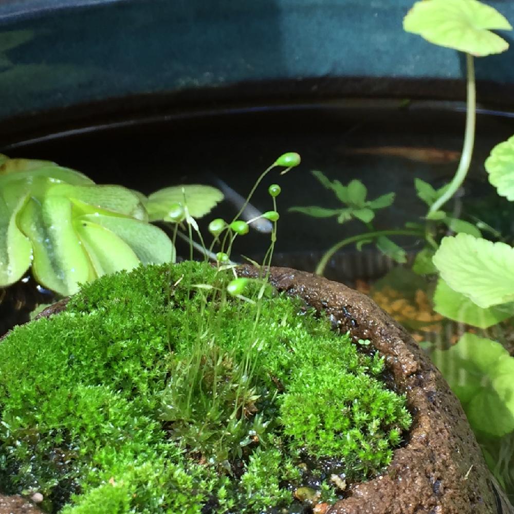 苔 コケ の投稿画像 By 美野美谷さん メダカ鉢と普及シダを愛でる会と和の庭と和風の庭とmy 苔 羊歯と広い庭と苔 コケ とメダカ鉢と普及シダを愛でる会と和の庭と和風の庭とmy 苔 羊歯 18月11月7日 Greensnap グリーンスナップ Greensnap グリーンスナップ