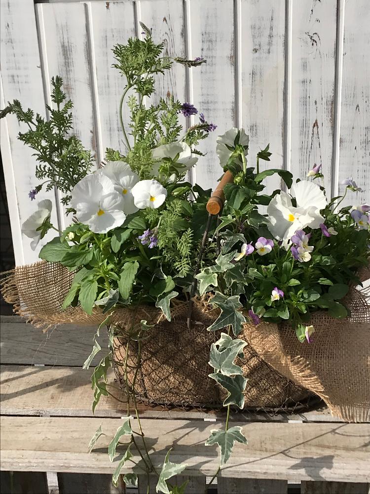 はなこうのアルバム Greensnap グリーンスナップ