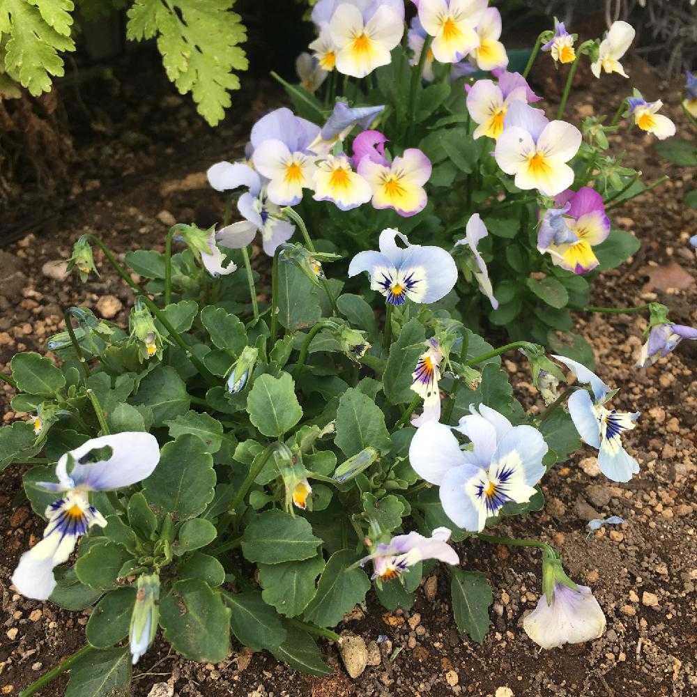 ビオラの投稿画像 By 美月さん ガーデニングと害虫被害 18月11月7日 Greensnap グリーンスナップ