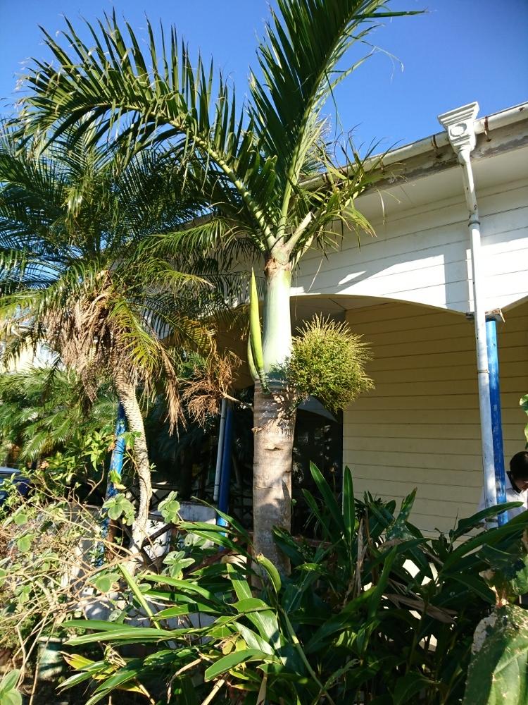 トックリヤシモドキの投稿画像 By ミルクさん 18月11月7日 Greensnap グリーンスナップ Greensnap グリーンスナップ