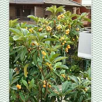 甘い果実の画像 by kikorinさん | 小さな庭とビワと甘い果実と我が家のフルーツとGS映えと今日のお花