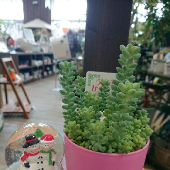 ウサギのかくれんぼの投稿画像一覧 Greensnap グリーンスナップ