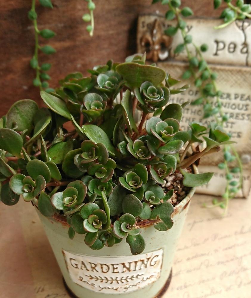 ステップストーンの投稿画像 By みちこさん バルコニー ベランダとセダム属と多肉植物と植中毒と多肉女子とタニラーと多肉初心者とバルコニストとセダム属と多肉植物と植中毒と多肉女子とタニラーと多肉初心者とバルコニスト 18月11月7日 Greensnap グリーン