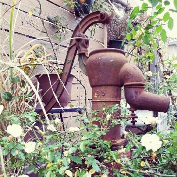 井戸ポンプの画像 by shushさん | 小さな庭と井戸ポンプとミニバラ グリーンアイスと薔薇♪とハニーブーケ 薔薇