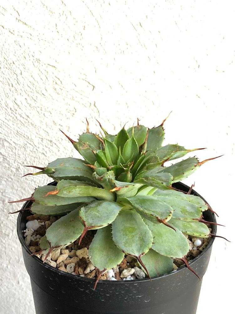 ☆jc'sシャドウ☆ 発根済み 6号鉢 ② モンスト アガベ ☆jc´sシャドウ