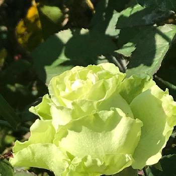 ばら スーパーグリーンの投稿画像一覧 Greensnap グリーンスナップ