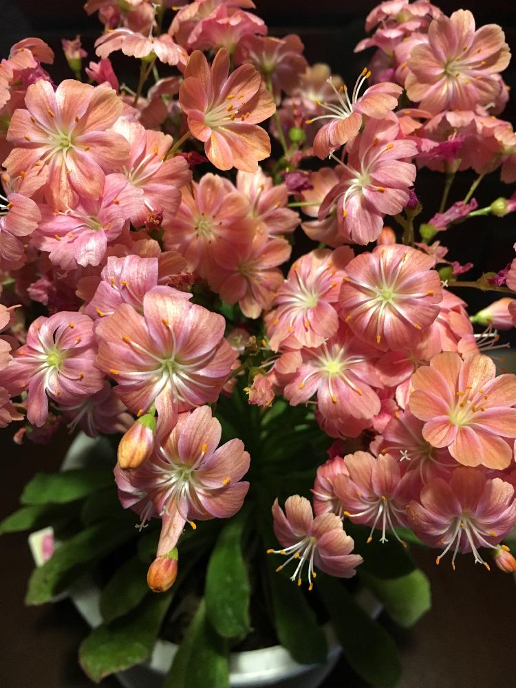 レウィシアの投稿画像 By アカモモさん 相談と雪国 18月11月8日 Greensnap グリーンスナップ