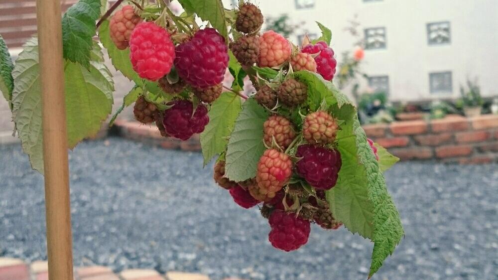 ラズベリーの投稿画像 By ピンクレモネードさん 好きなものと果樹とあかい実 と植物だいすきと鉢植えと収穫直前 18月11月9日 Greensnap グリーンスナップ