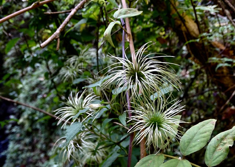 タカネハンショウヅルの投稿画像 By Himeuzuさん 11月と野草と西日本に生育と山野草とタネと風散布型 種子と自然美と植中毒と秋の気配と雑草とキンポウゲ科とセンニンソウ属と可愛いと面白い種と在来種と珍奇植物と花のある暮らし 18月11月9日 Greensnap グリーン