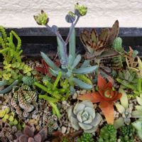 火祭り,十二の爪,ツキトジ, ブロンズ姫,シロボタンの画像