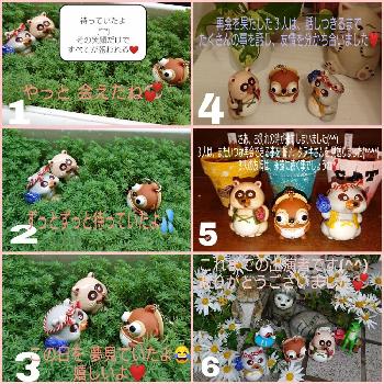 まゆ ゆ たぬき