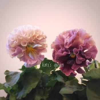 『パンジー・ビオラ』フォトコンテスト2018の画像 by konaさん | パンジー ローブドゥアントワネットとパンジー・ビオラと『パンジー・ビオラ』フォトコンテスト2018とkona's gardenと今日のお花とパンジー・ビオラコンテストと花のある暮らし