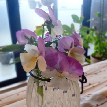 『パンジー・ビオラ』フォトコンテスト2018の画像 by リオさん | 部屋とビオラと『パンジー・ビオラ』フォトコンテスト2018とピンクの花と冬の花とGS映えとビオラのミニブーケとブーケとガーデニングと花のある暮らしと紫の花
