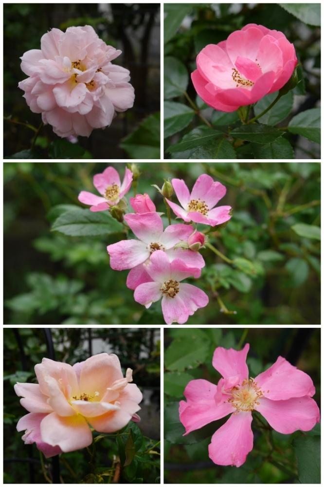 薔薇アンジェラの投稿画像 By Lucky514さん バラシャングリラと薔薇バレリーナとgs映えとgs日和と薔薇プシュケとバラロイヤルサンセットと11月の花と花のある暮らし 18月11月9日 Greensnap グリーンスナップ