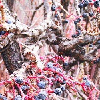 ツタの実の画像 by たーぼー *さん | お出かけ先とナツヅタとブドウ科とツタの実と北海道とサッポロビール園