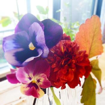 『パンジー・ビオラ』フォトコンテスト2018の画像 by リオさん | 部屋とパンジーとビオラとマリーゴールドストロベリーブロンドとイチゴと『パンジー・ビオラ』フォトコンテスト2018とピンクの花とGS映えとマリーゴールド＊ストロベリーブロンドとビオラのミニブーケと赤い花とブーケとガーデニングと花のある暮らしと紫の花