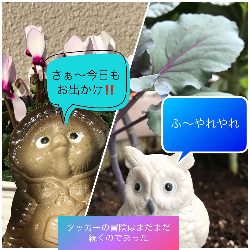 まゆ ゆ たぬき