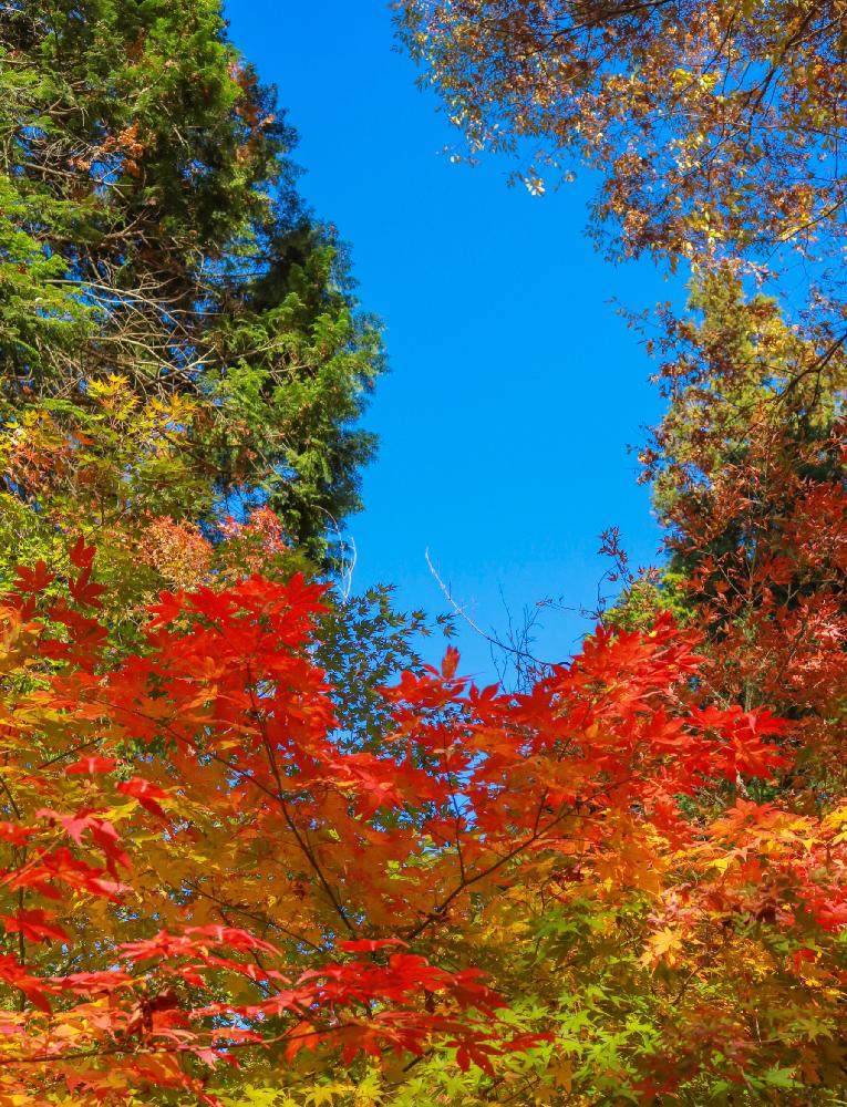 色彩画像の秋
