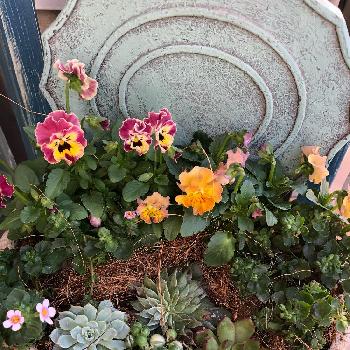 ミルフル アンティークフリルの画像 by キャロットさん | 小さな庭と斑入りグリーンネックレス♡とミルフル アンティークフリルとGS映えとタニラーと バコパとセンペルビブムとビオラの寄せ植えと可愛いと花のある暮らし