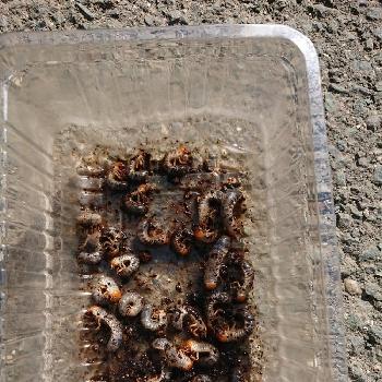 害虫図鑑の投稿画像一覧 Greensnap グリーンスナップ