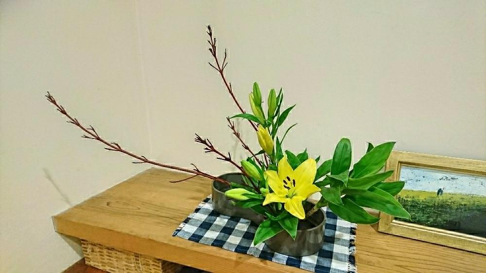ドラセナの投稿画像 By ほりーさん スカシユリとサンゴミズキと花のある暮らしと小原流と盛花といけばなとほりーいけばな 18月11月10日 Greensnap グリーンスナップ