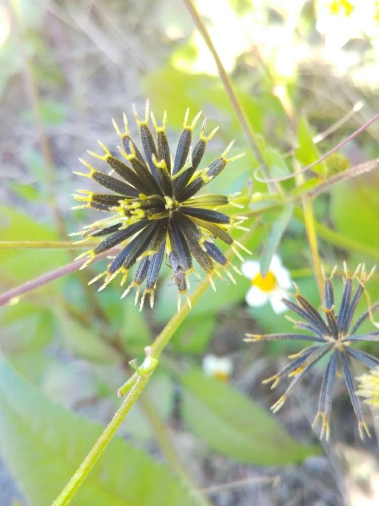 シロノセンダングサの種の投稿画像 By T Buchiさん 雑草の種と雑草と雑草図鑑と雑草の種と雑草と雑草図鑑 18月11月10日 Greensnap グリーンスナップ Greensnap グリーンスナップ