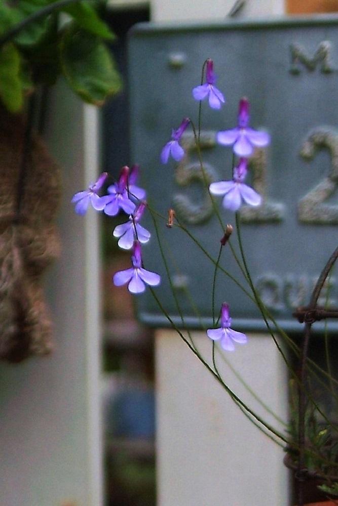 ロベリア プリンセスブルーの投稿画像 By Haiziさん ハンキングと鉢植えとナチュラルスタイルと小花とガーデニングと花のある暮らしと咲いた 18月11月10日 Greensnap グリーンスナップ