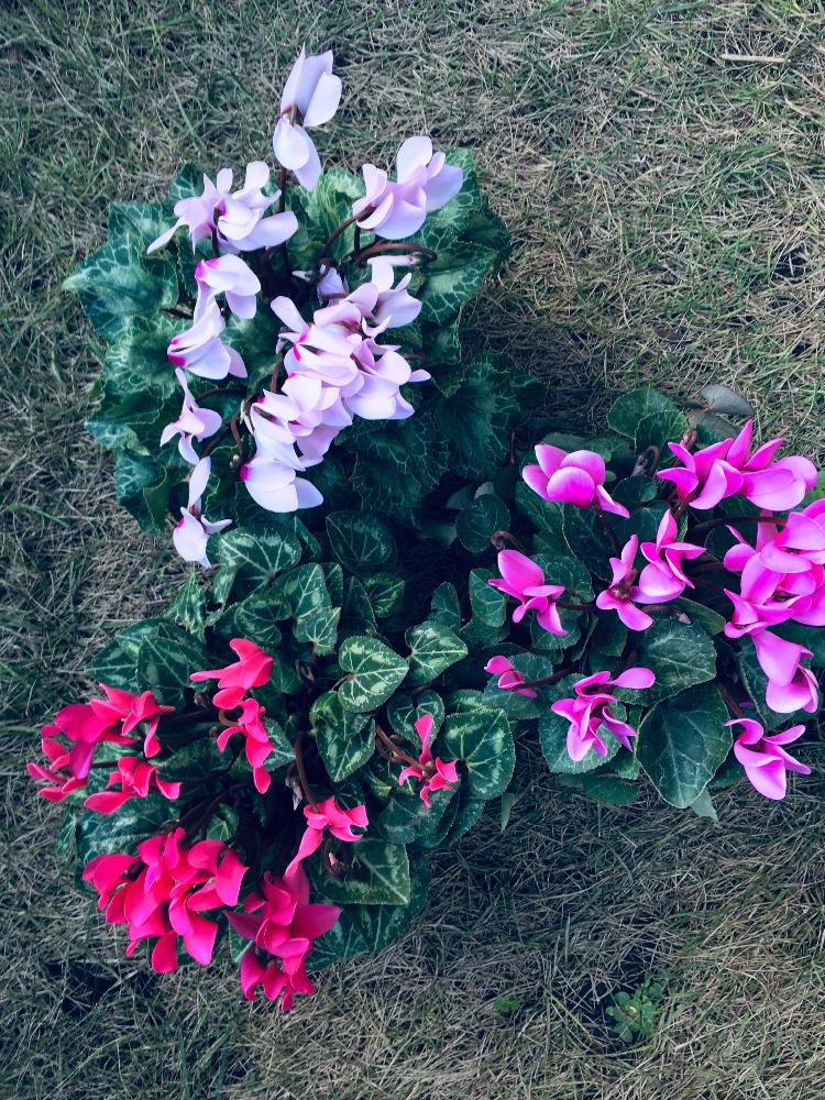 安いお花の投稿画像 By キントキさん Gs映えとガーデンシクラメンの季節とガーデンシクラメンの花と花のある暮らしとガーデンシクラメン 寄せ植え 18月11月11日 Greensnap グリーンスナップ