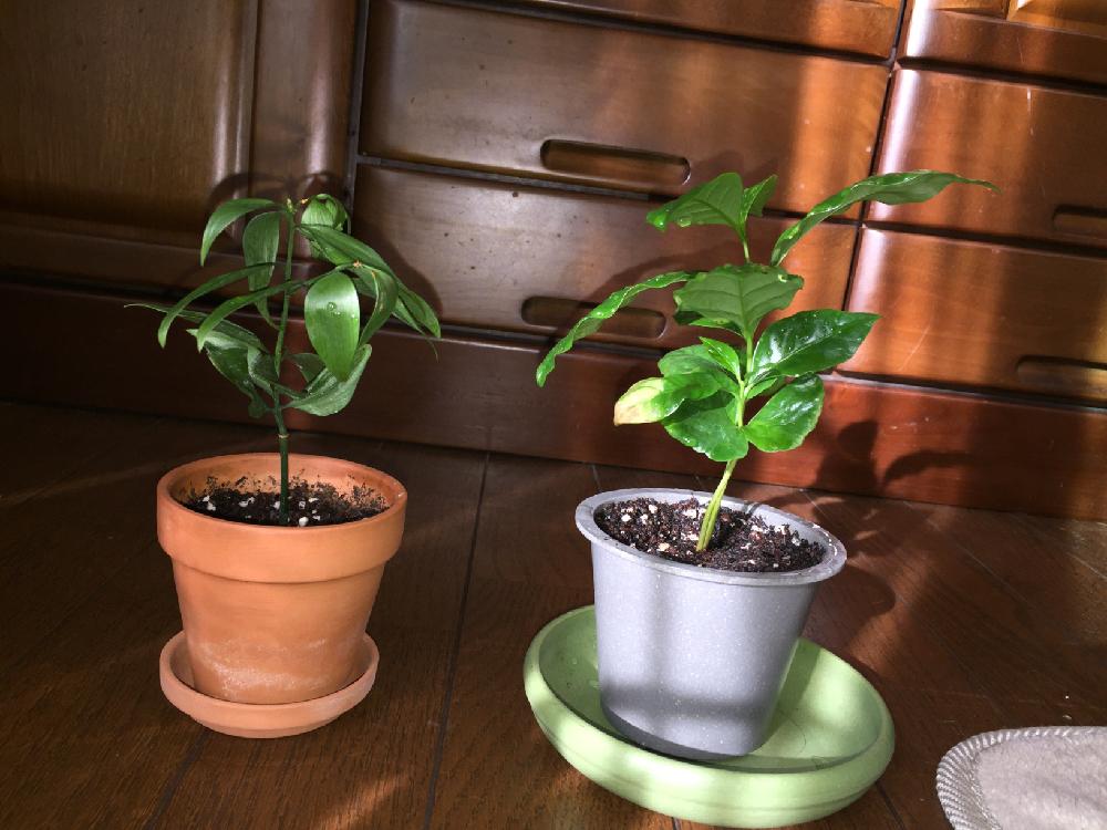 観葉植物の投稿画像 By 若葉マーク健二さん なぎの木と コーヒーの木 18月11月11日 Greensnap グリーンスナップ