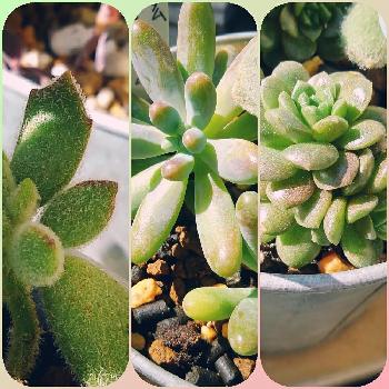 猫の手の投稿画像一覧 Greensnap グリーンスナップ