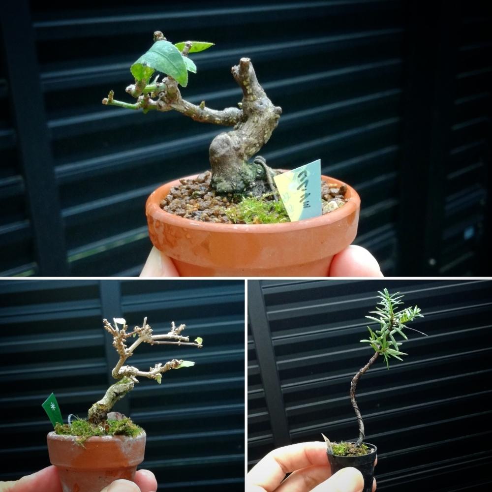 イチイの投稿画像 By Fujimaxさん ニオイカエデとコマユミと季の風とお買い物と盆栽展と小品盆栽と盆栽 18月11月11日 Greensnap グリーンスナップ