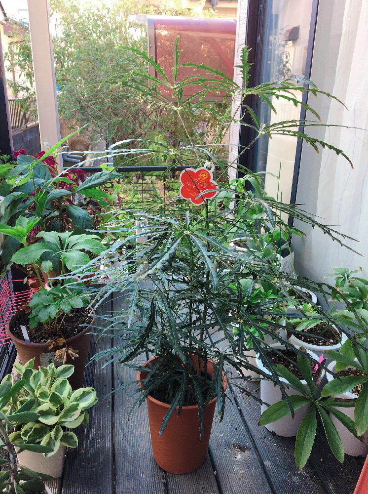 アラレアの投稿画像 By なおっちさん ペペロミアとクリスマスローズ ダブルローズとバルコニー ベランダとバルコニストと上品なアラレア とペペロミア属とクリスマスローズ とバルコニストと上品なアラレアとペペロミア属とクリスマスローズ 18月11月11日