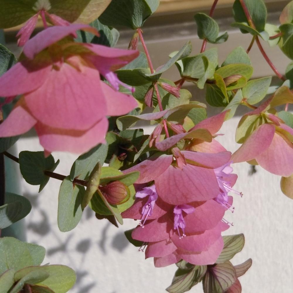 オレガノ ケントビューティーの投稿画像 By Emmaさん 花のある暮らしと岩手県 2018月11月11日 Greensnap グリーンスナップ