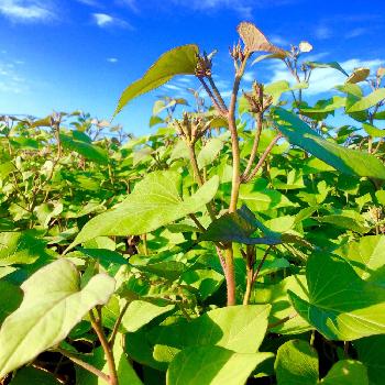 紅芋の葉の投稿画像一覧 Greensnap グリーンスナップ