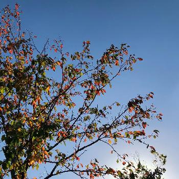 秋晴れの日の画像 by もんさん | お出かけ先とご近所さんぽと秋晴れの日