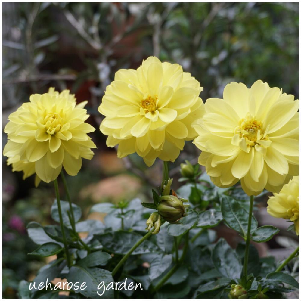 富山支部の投稿画像 By 上ちゃんさん 北の大地北海道と花のある暮らしとダリア マキシと頑張れ えっこ 18月11月12日 Greensnap グリーンスナップ