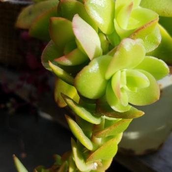 徒長した火祭りの投稿画像一覧 Greensnap グリーンスナップ