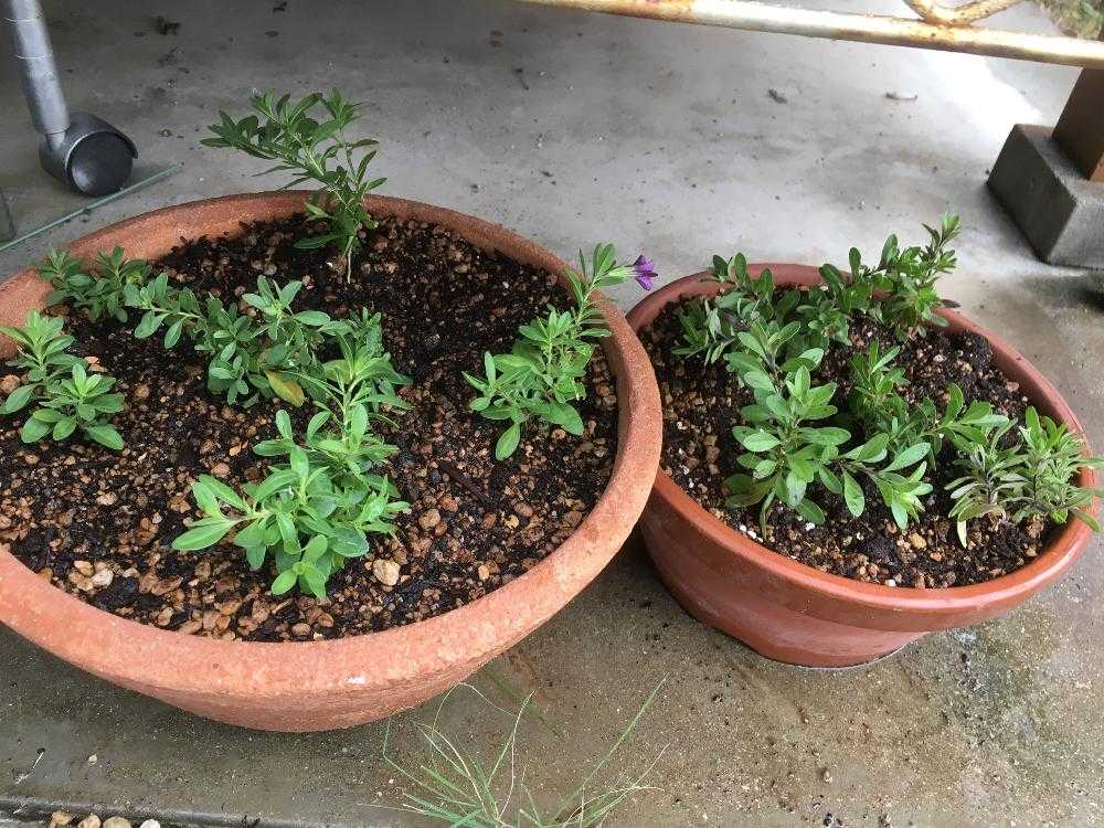 商談中】ガーデンカリブラコア スイングベル追記