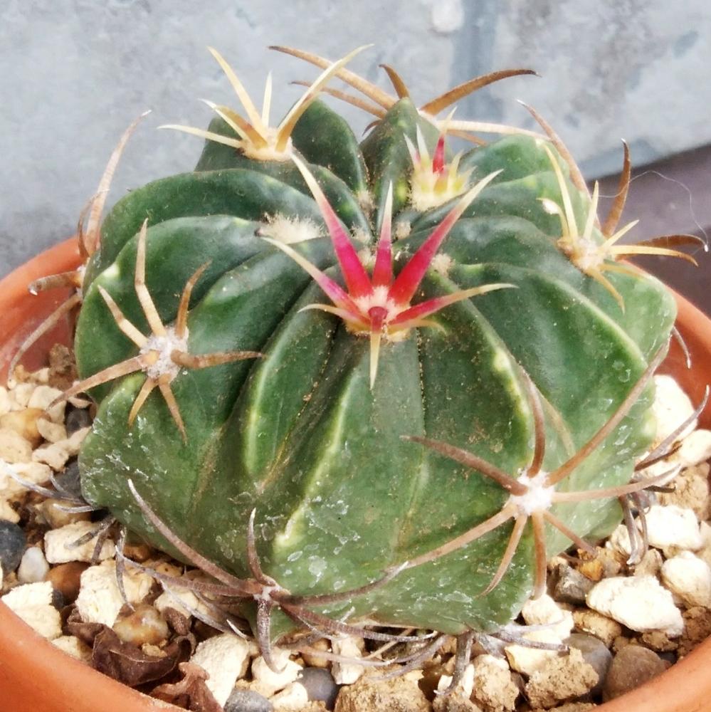 フェロカクタスの投稿画像 By Cccrスキさん サボテンと天城と多肉植物とサボテン科と無修正とフェロカクタス 天城と癒し とフェロカクタス属と植中毒と多肉植物とサボテンとしあわせ と花のある暮らし 18月11月12日 Greensnap グリーンスナップ