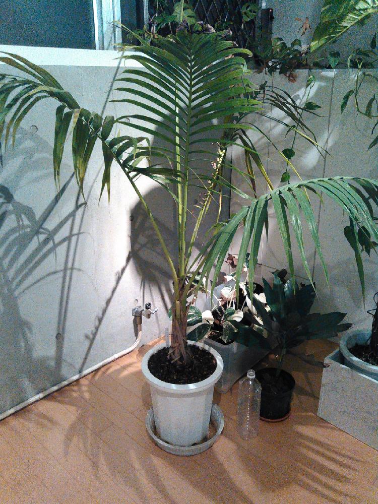 ヤエヤマヤシの投稿画像 By Daichiさん メタリックヤシと ヤシの木と観葉植物とグリーンインテリアとgs映えと珍奇植物とヤシと熱帯植物と観葉植物専門店 18月11月12日 Greensnap グリーンスナップ